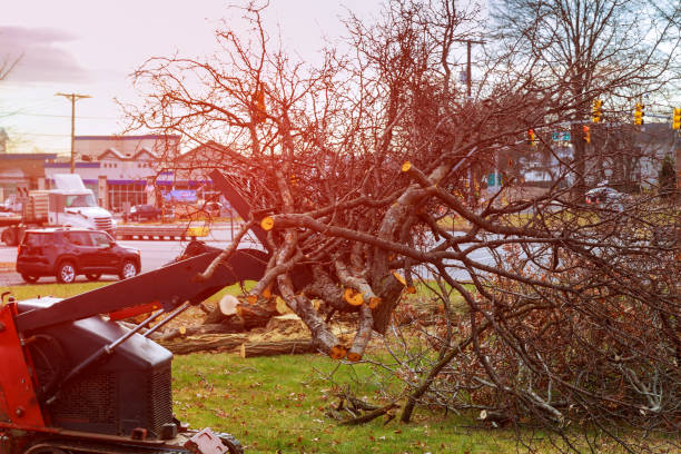 How Our Tree Care Process Works  in  Rockwell, NC