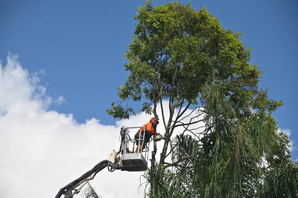 Trusted Rockwell, NC Tree Services Experts